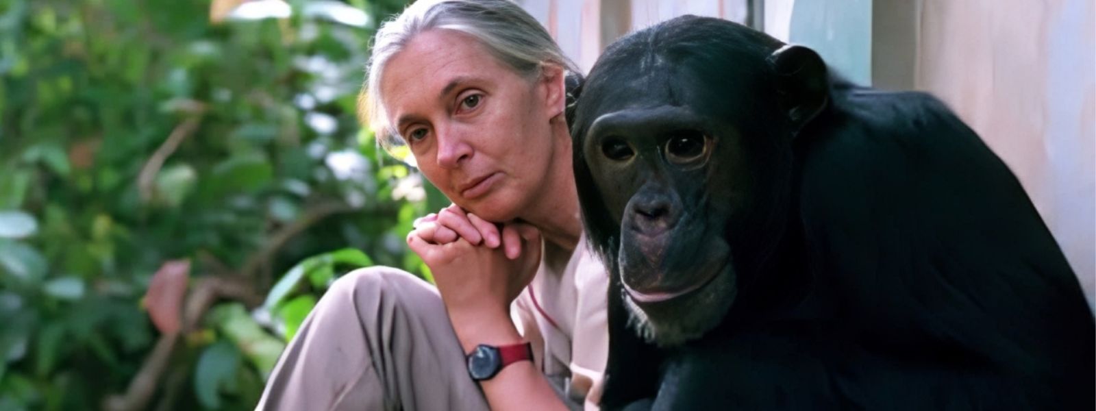 Jane Goodall Passes Aged 91
